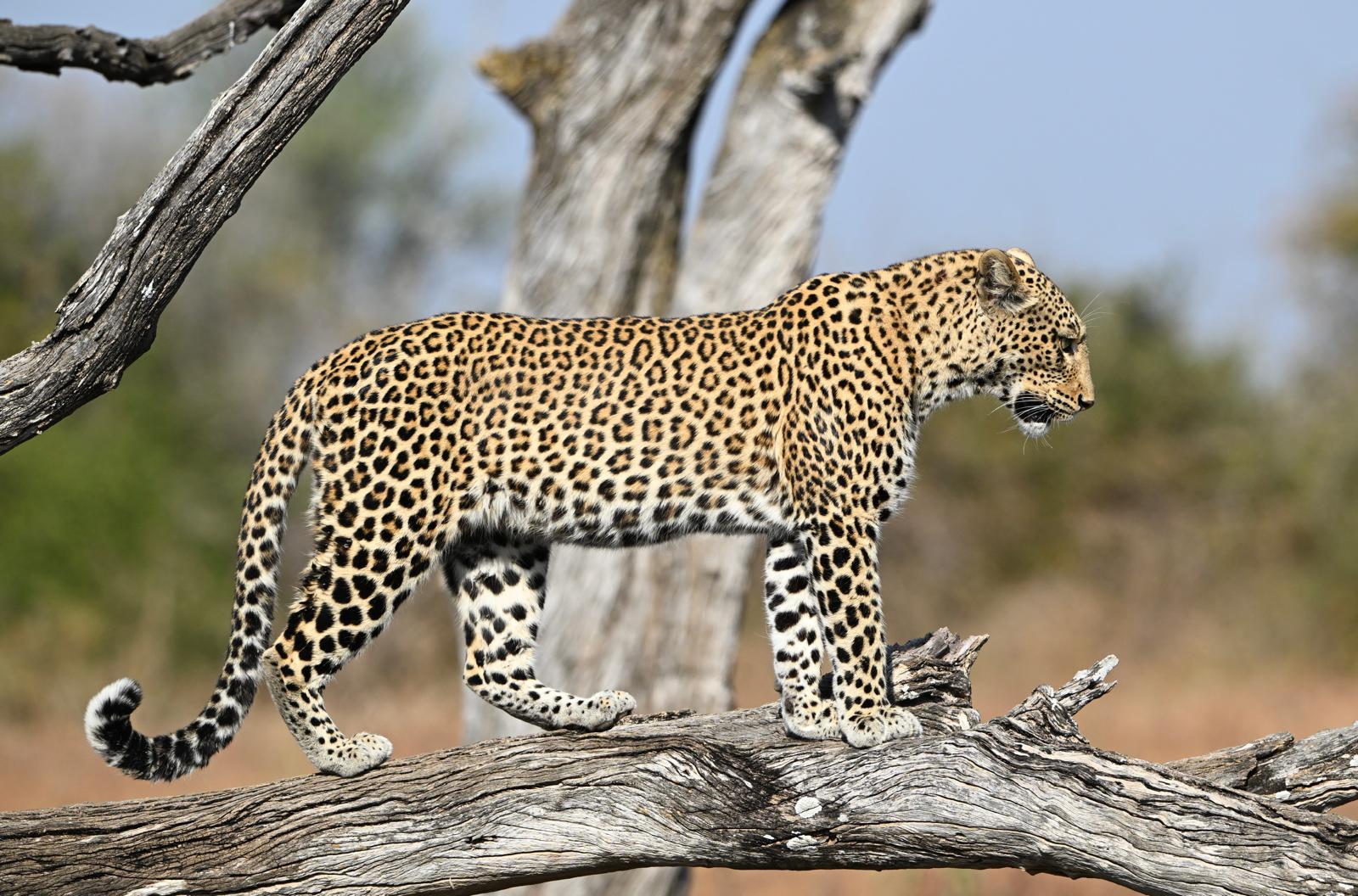 Wildlife 1