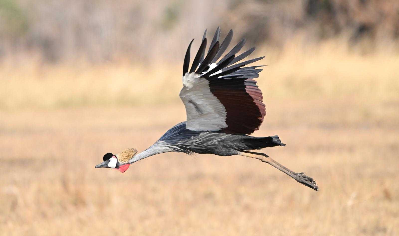 Wildlife 10