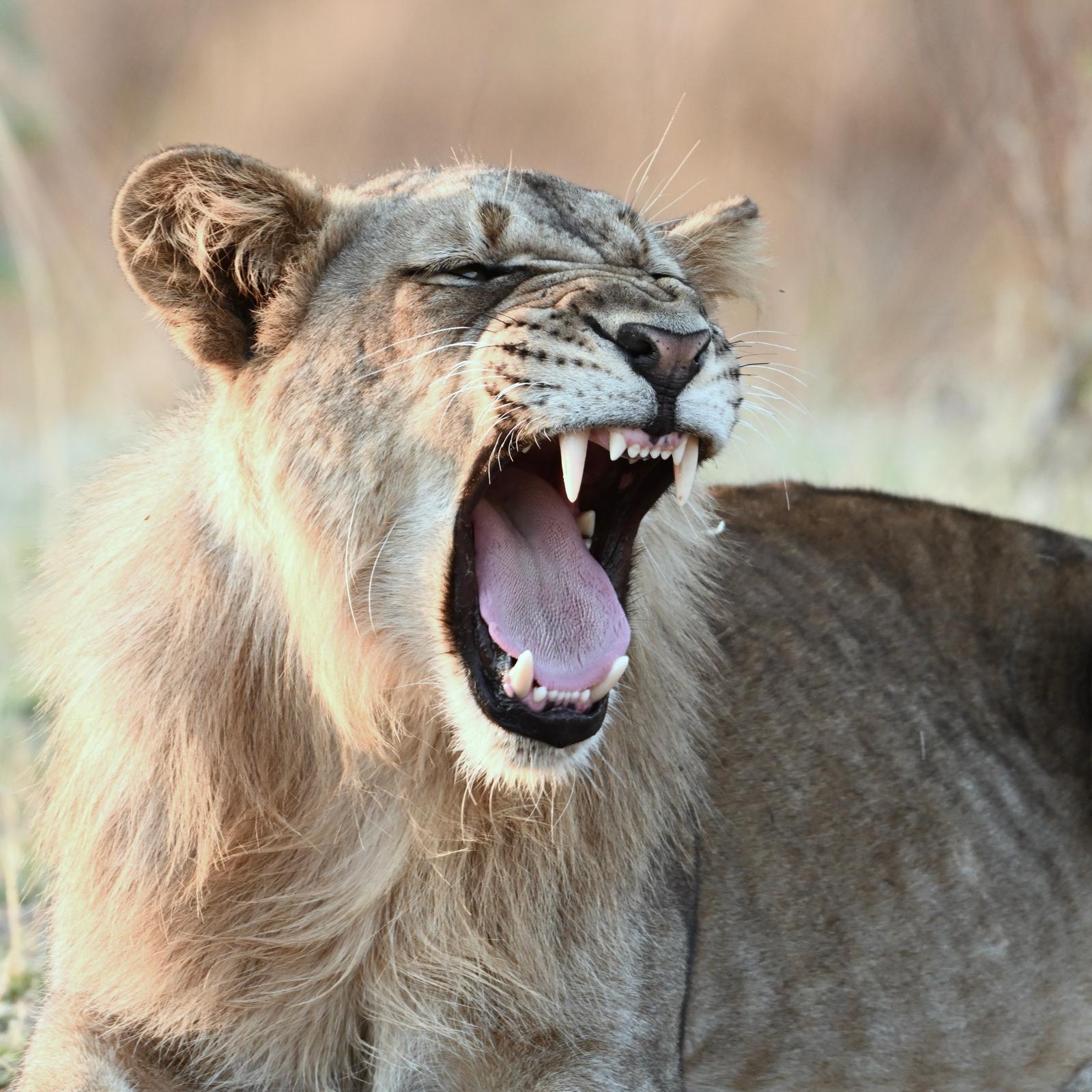 Wildlife 12
