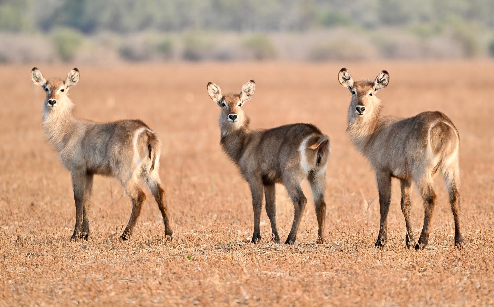 Wildlife 3