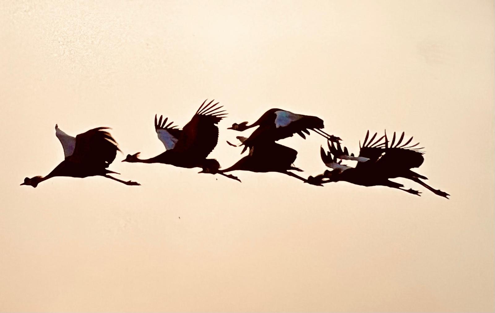 Wildlife 4
