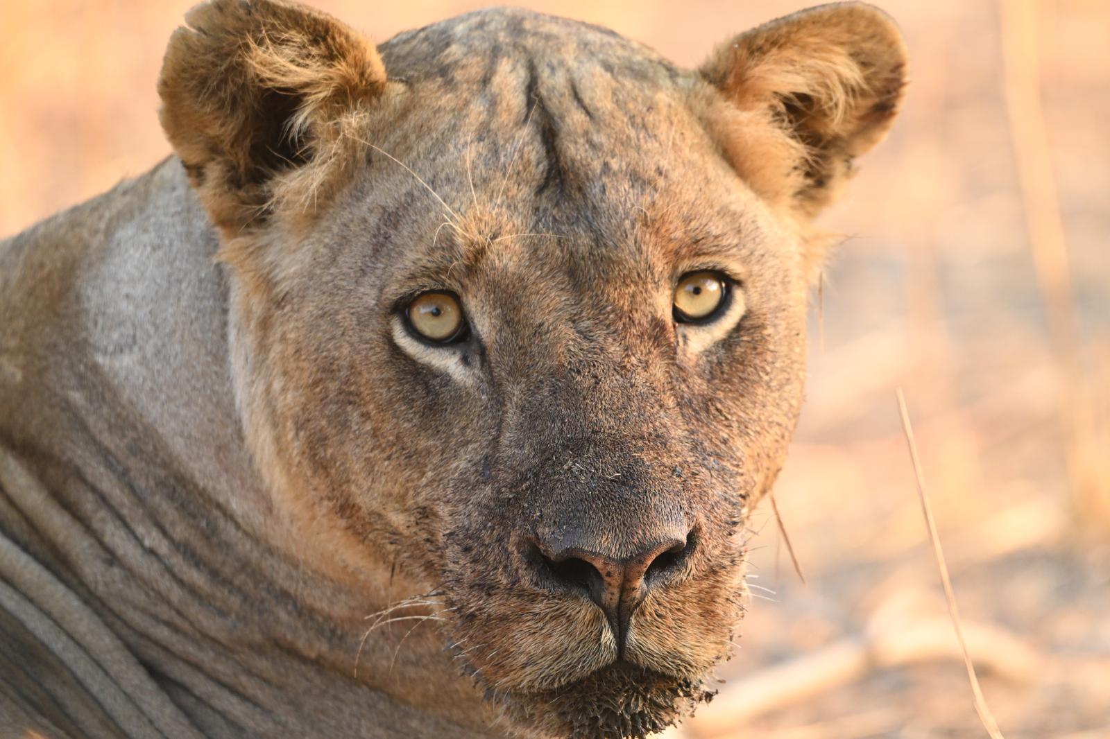 Wildlife 7