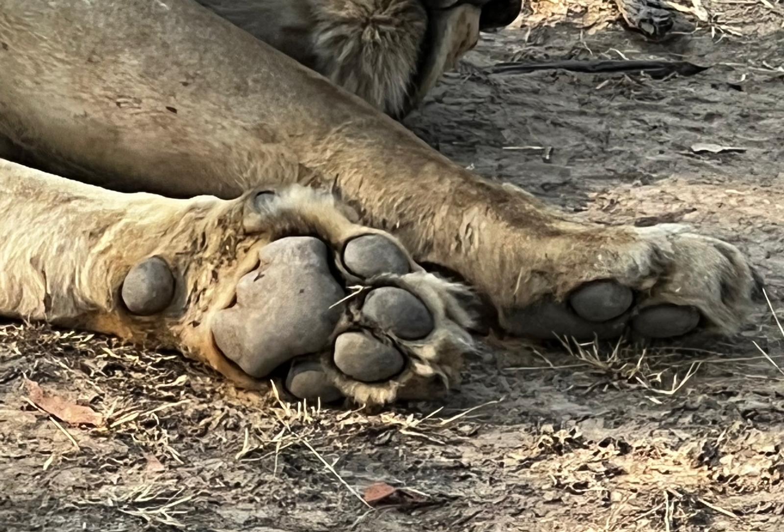 Coffee break by Luangwa River