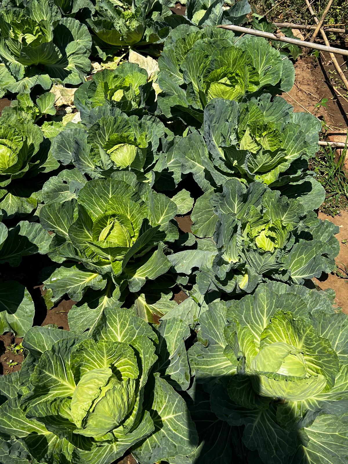 Organic garden at Zikomo Safari
