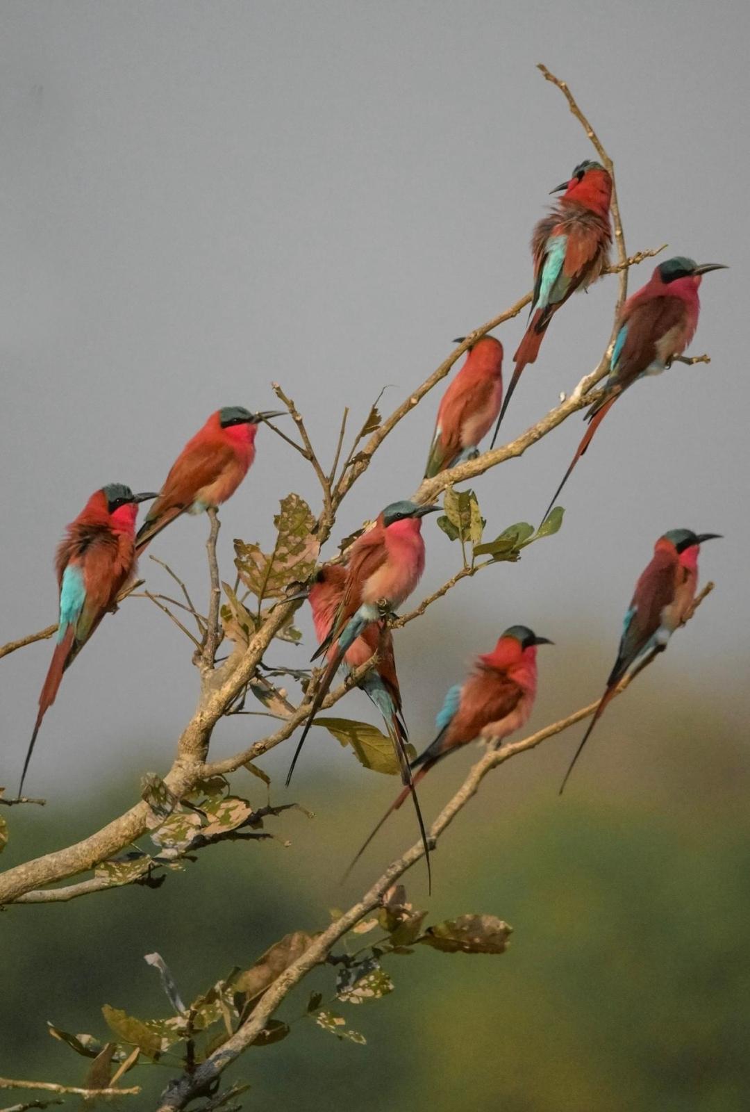 Migratory Birds!